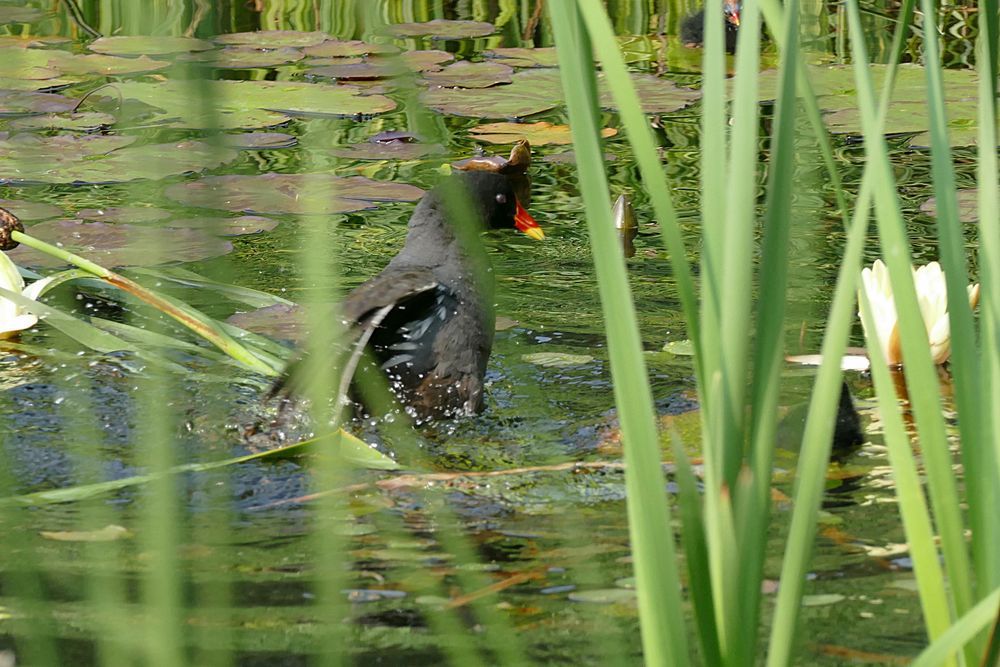 Vogelbad im Teich