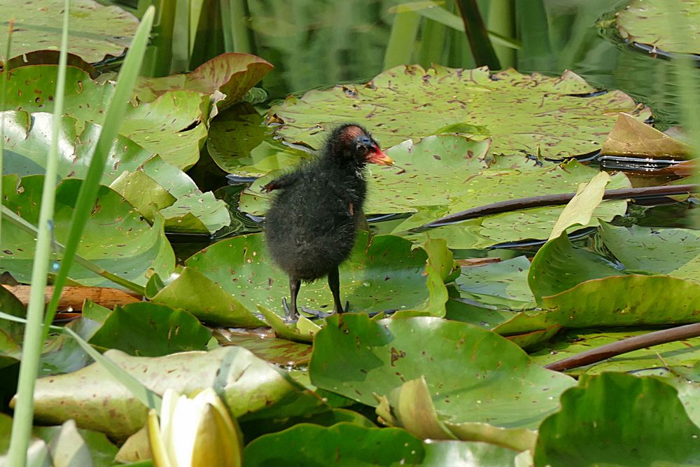 Nachwuchs am Teich