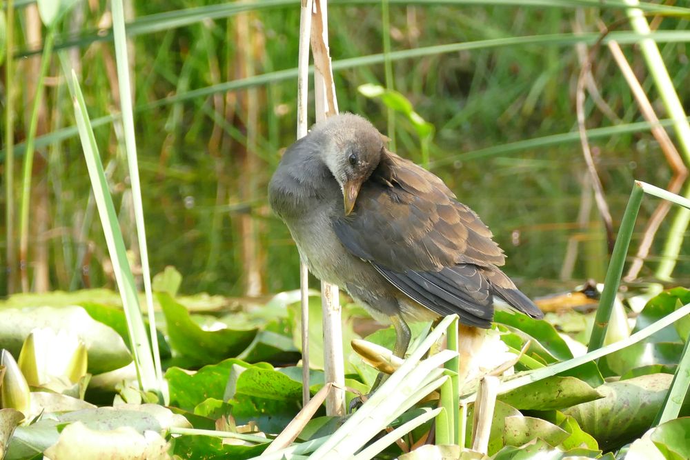 Vogel am Teich