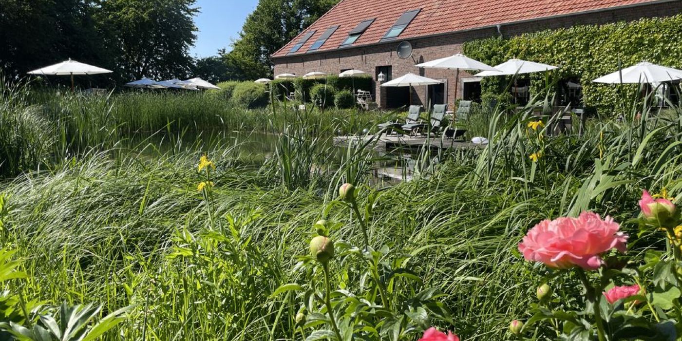 Pfingstrosen am Teich