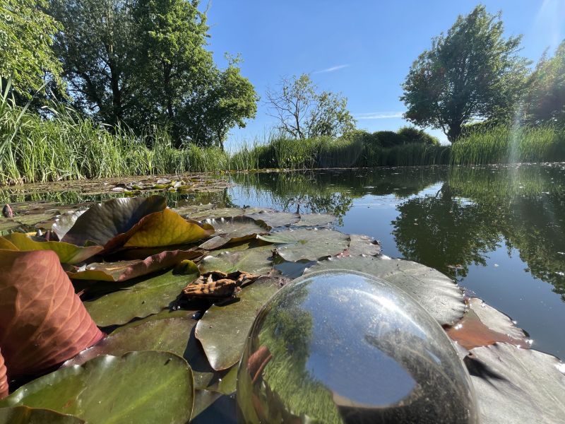 Lindenhof Teich mit Seerosen